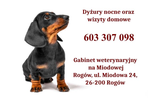Gabinet weterynaryjny na Miodowej