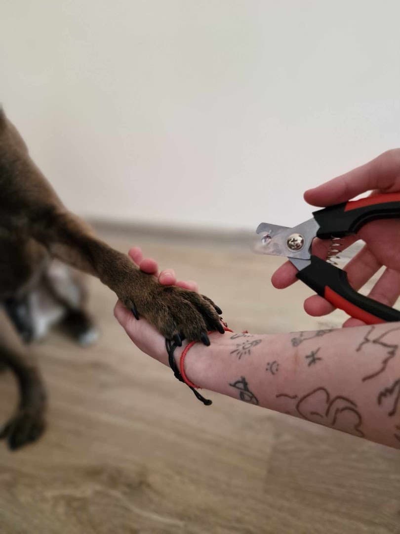 Łapkami po mapie - mobilny groomer