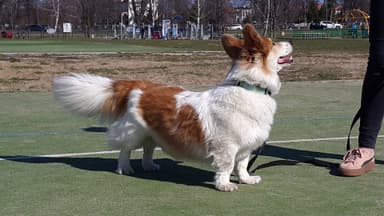 DOGmaty Beaty