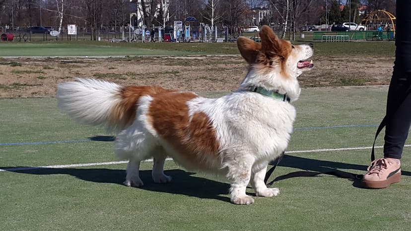 DOGmaty Beaty