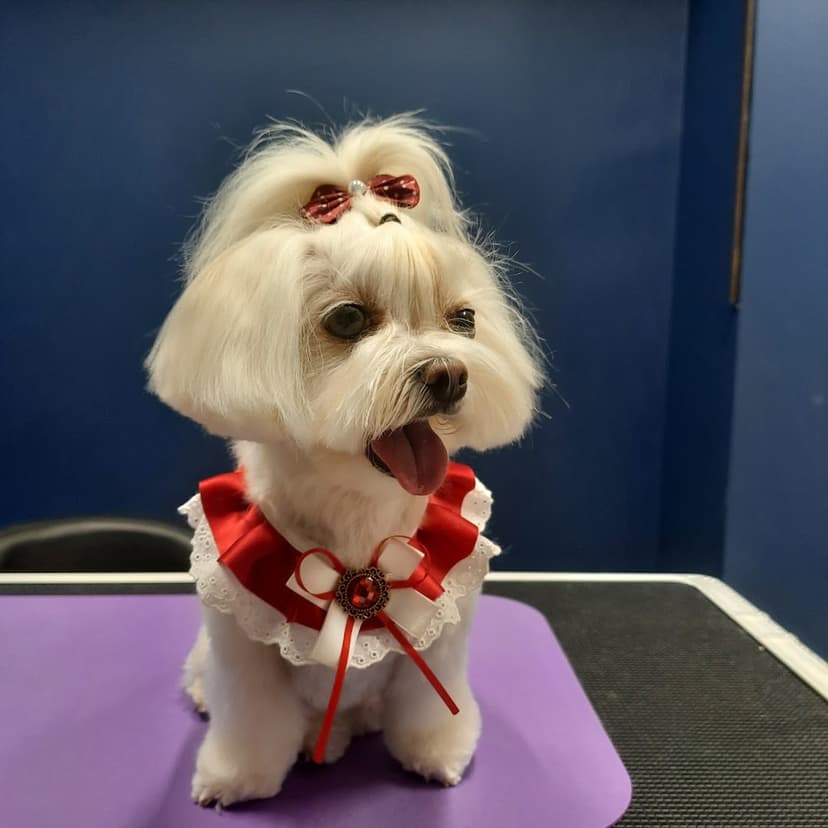 NataliLux Grooming Studio