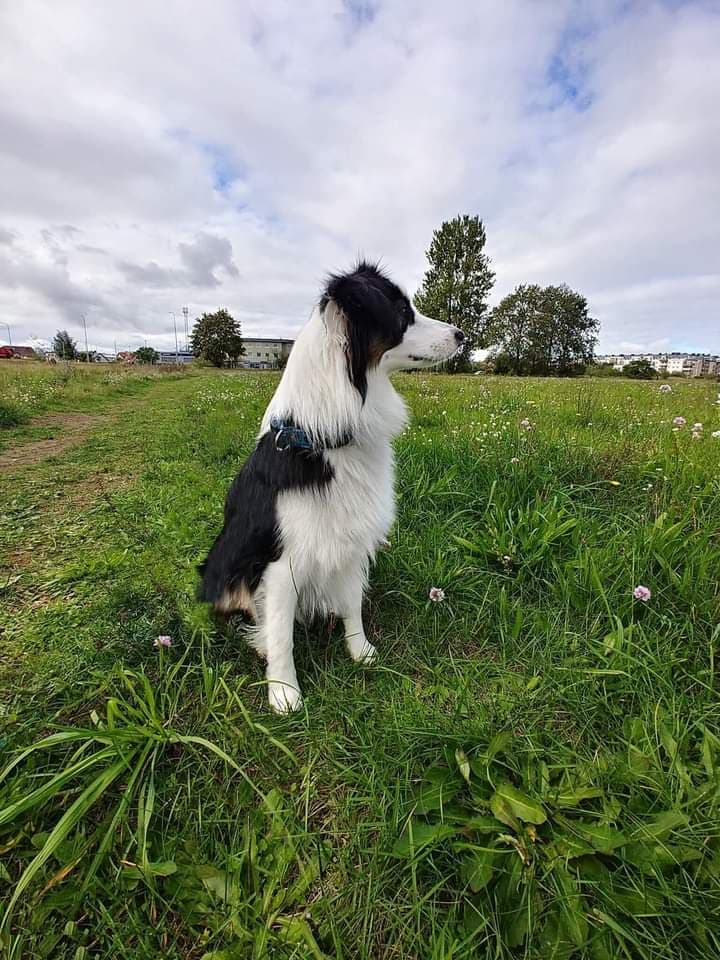 Fun4Dogs