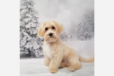 Bestdog.pl