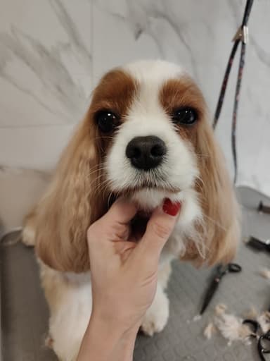 Groomer Paula