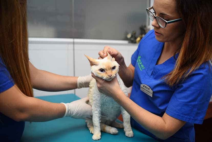 Gabinet Weterynaryjny Help-Vet