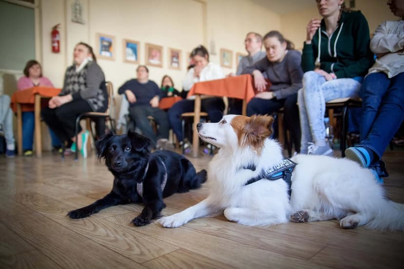 Dogoterapia Divio - Hotelik Dla Zwierząt Szkolenia dla psów i Pielęgnacja psów