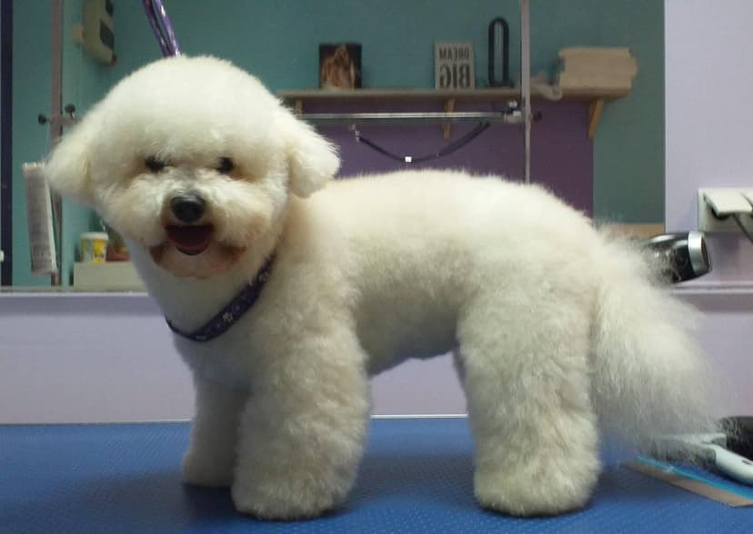 Salon pielęgnacji psów i kotów Lucky Dog
