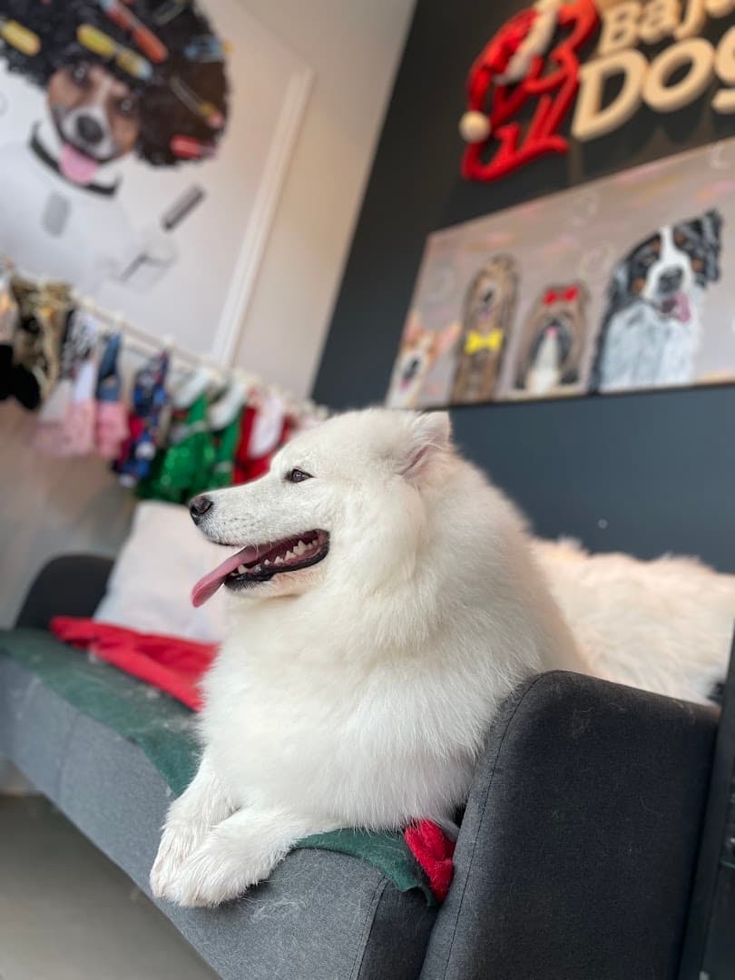 Baja Dog Psi Fryzjer Groomer