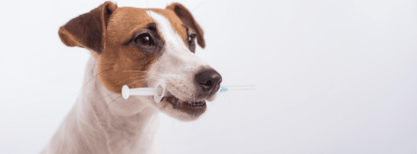 VetCenter Przychodnia Weterynaryjna | Weterynarz Lublin