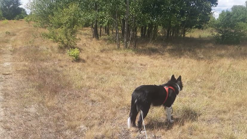 Pensjonat dla psów Tina