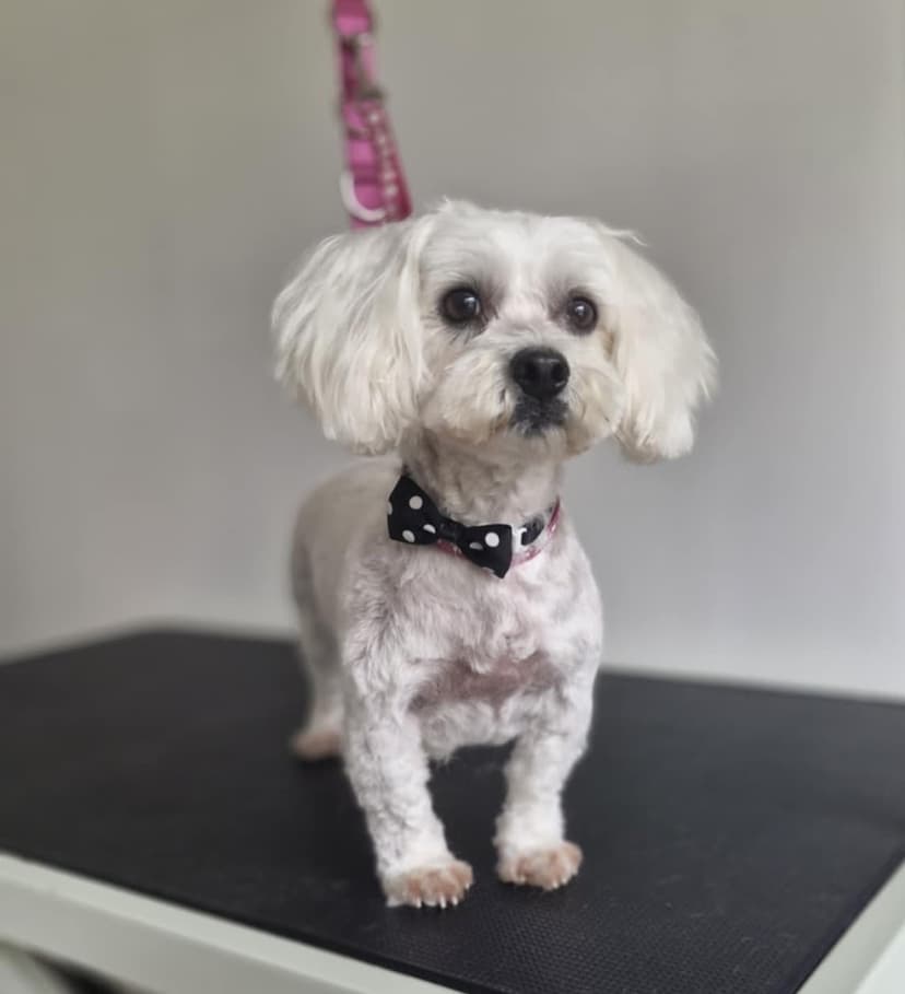 Doggy Center - Pet shop & SPA
