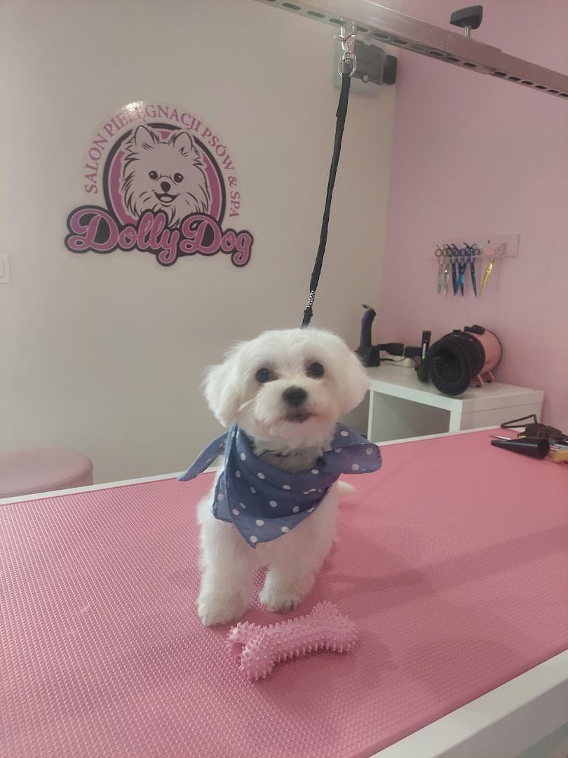 Salon Groomerski Dolly Dog