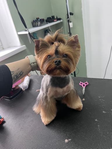 Salon Pielęgnacji Zwierząt „Bonnie”