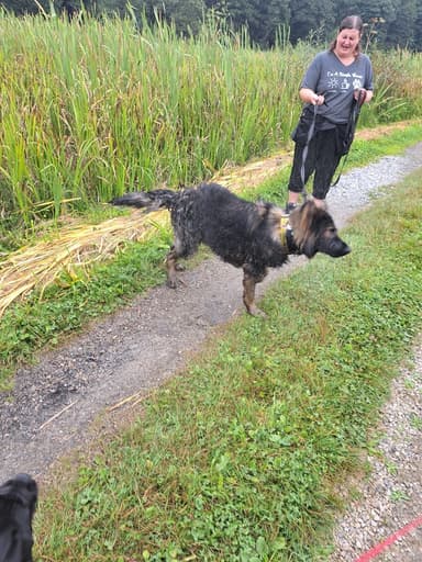 Dog's Town Szkolenie i behawiorystyka psów