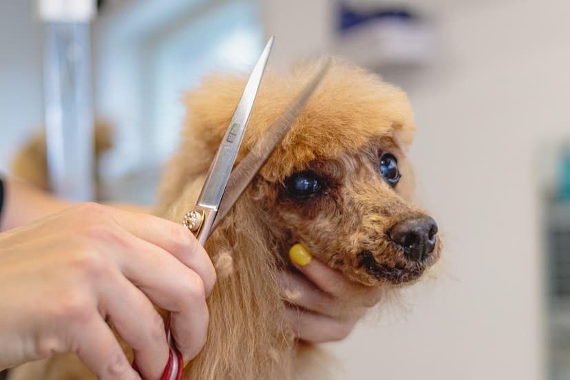 LaPaws Grooming by Wioletta Jęczmień - Psi Fryzjer