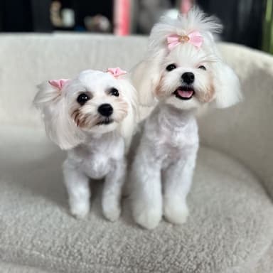 Grooming Studio | Psi Fryzjer | Svitlana Aliieva