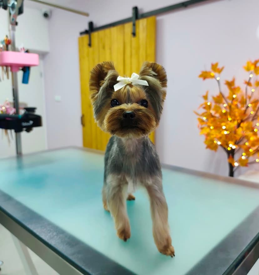 Oh My Dog- Kamila Rewińska Jelenia Góra
