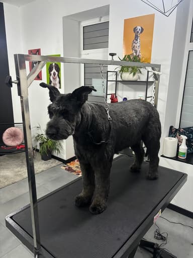 The Dogfather - Psi Fryzjer Pleszew