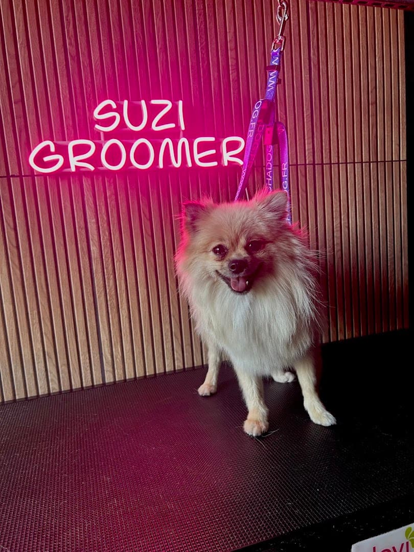 Suzi Groomer - salon fryzjerski i hotel dla psów