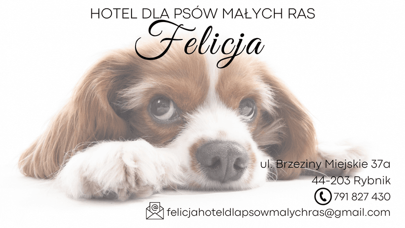 Hotel dla psów Małych Ras Felicja