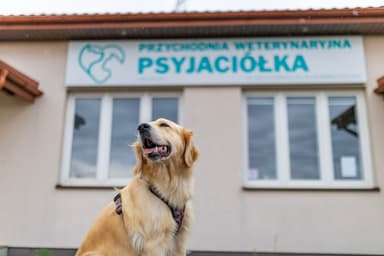 Przychodnia weterynaryjna Psyjaciółka