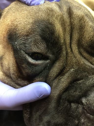 M. Janeczek Przychodnia weterynaryjna. Ośrodek stomatologii i ortodoncji weterynaryjnej