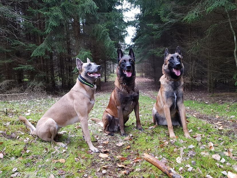 Ośrodek Szkolenia Psów "YUKI""