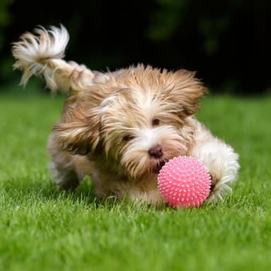 Szkolenie psów Warszawa, behawiorysta, zoopsycholog - Szkoła dla psów DOGplay