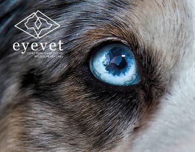 Centrum Okulistyki Weterynaryjnej EyeVet