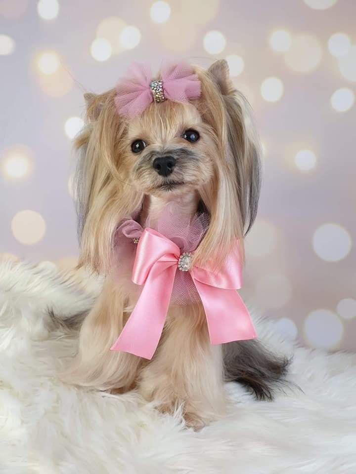 Fluffy Dog