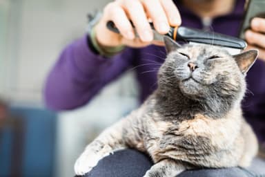 Cat&Dog Style Salon Strzyżenia i Pielęgnacji Zwierząt