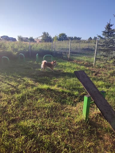 Opieka nad psami Noclegi dla psów Petsitter
