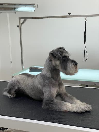 Carmel Dog Grooming