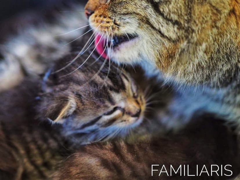 Gabinet weterynaryjny Familiaris