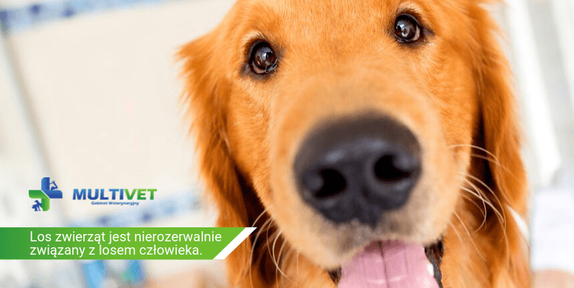 Gabinet Weterynaryjny MULTIVET Przemysław Knysz