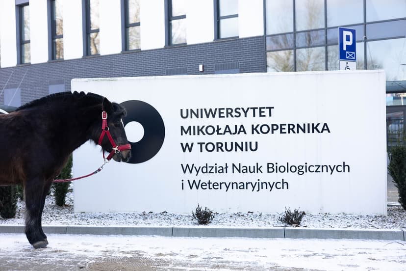 Szpital dla koni - Przychodnia weterynaryjna UMK