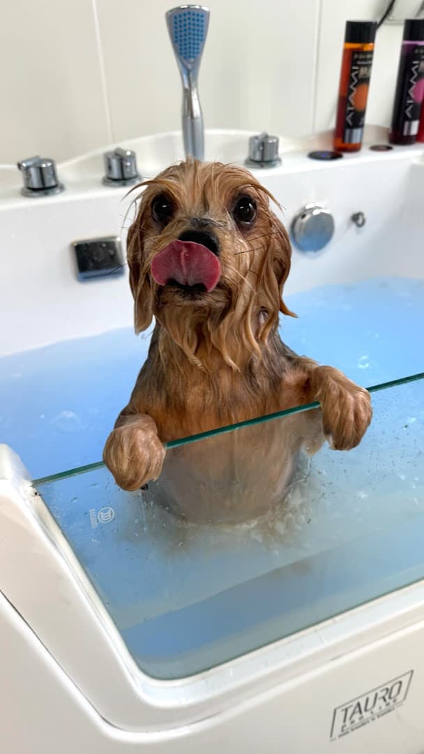 DOGSPA Salon Pielęgnacji Psów/ Groomer