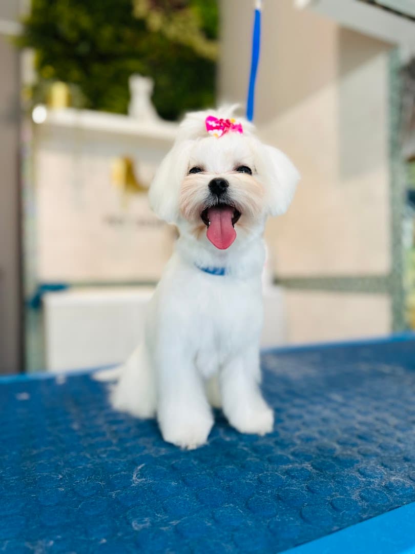 PET ZONE