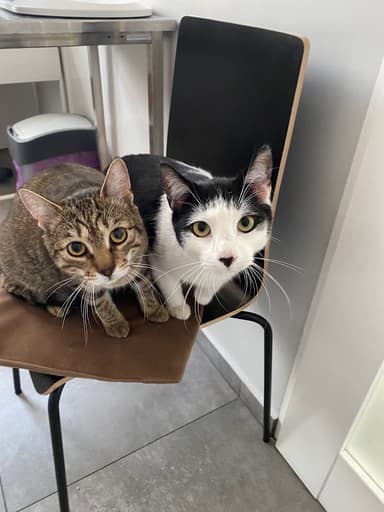 Przychodnia Weterynaryjna CITY VET