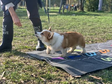 DOGadajcie się Konstancin (DogsFun) - szkoła dla psów