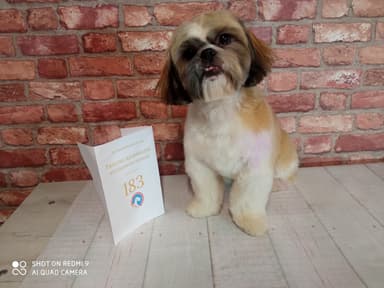 DogArt Studio - pielęgnacja i strzyżenie psów
