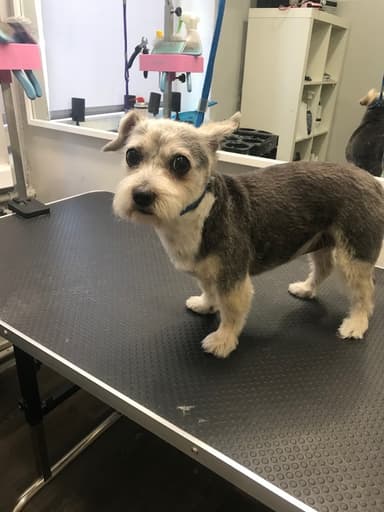 PET GROOMING Strzyżenie psów w Ząbkach