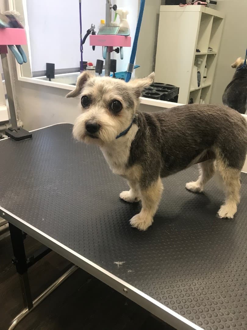 PET GROOMING Strzyżenie psów w Ząbkach