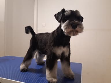 Fryzjer dla Psów, groomer Cherie