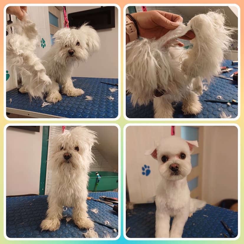 TRENDyDOG