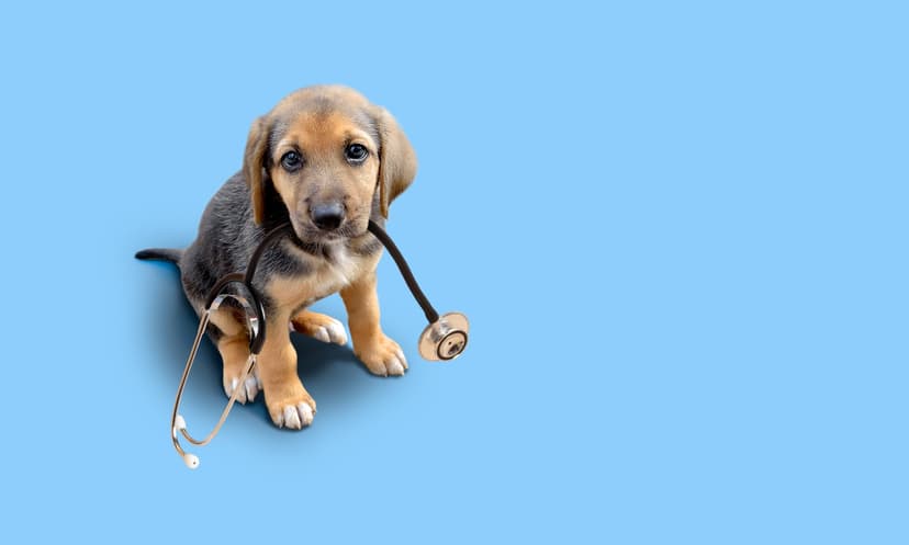Labrador Przychodnia Weterynaryjna Weterynarz Łódź