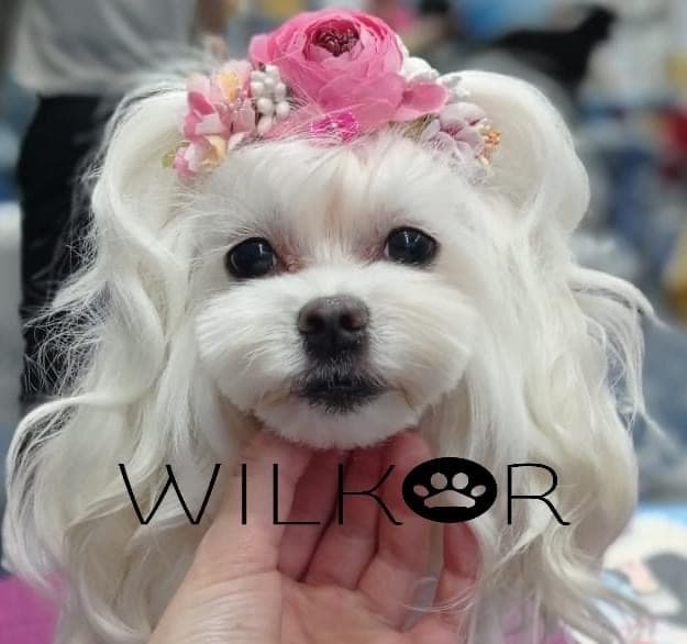 WILKOR