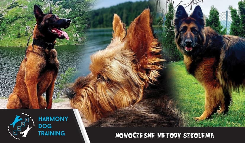 Szkolenie psów - Harmony DOG Training