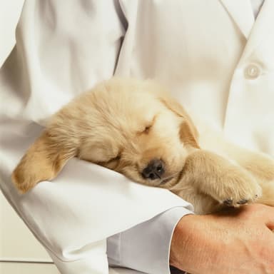 Przychodnia weterynaryjna Medvet