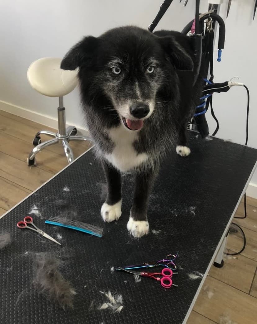 Salon Groomer HAU!s